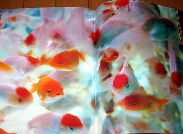 ... Photo collections LIQUID DR...